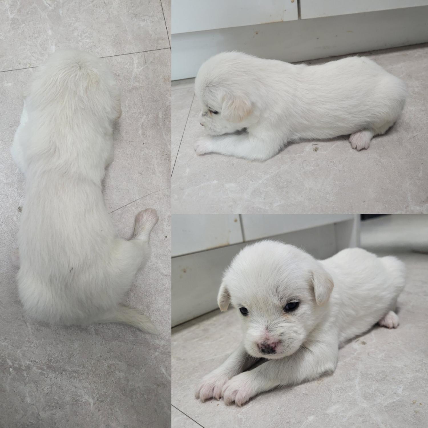 논산시 동물보호센터_444454202300975